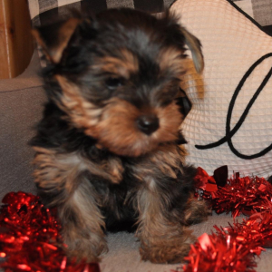 Yorkshire Terrier Puppy Louis