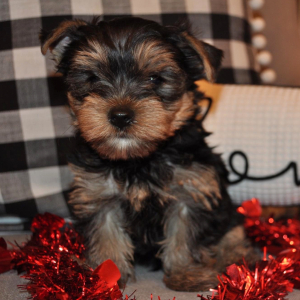 Yorkshire Terrier Puppy Louis