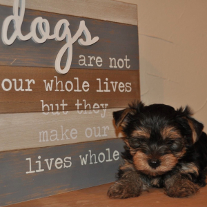 Yorkshire Terrier Puppy Louis
