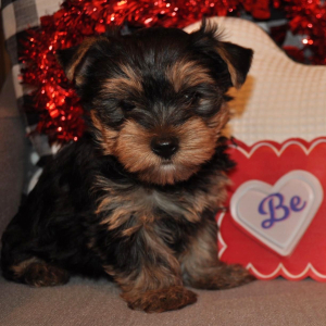 Yorkshire Terrier Puppy Louis