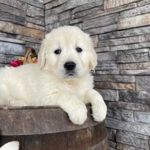 Golden Retriever Puppy Rebecca