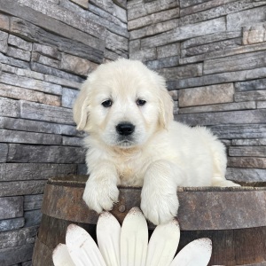 Golden Retriever Puppy Rebecca