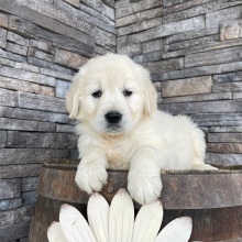 Golden Retriever Puppy Rebecca