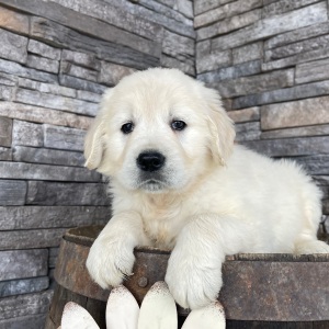 Golden Retriever Puppy Rebecca