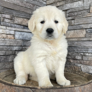 Golden Retriever Puppy Rebecca
