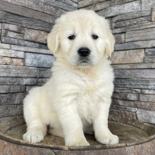 Golden Retriever Puppy Rebecca