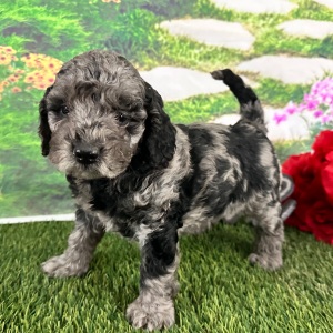 Goldendoodle Puppy Aspen