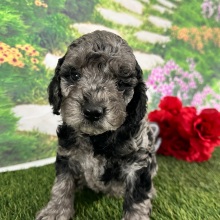Goldendoodle Puppy Aspen