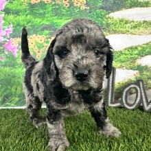 Goldendoodle Puppy Aspen