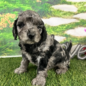 Goldendoodle Puppy Aspen