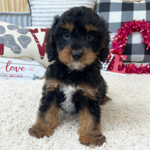 Cavapoo Puppy Robby