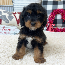 Cavapoo Puppy Robby