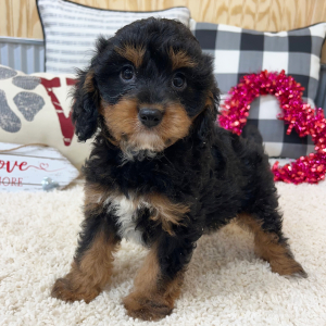 Cavapoo Puppy Robby