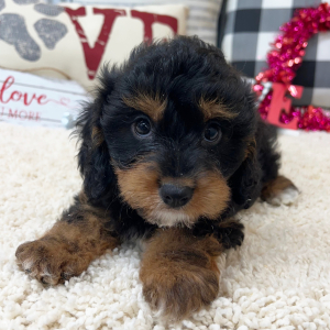 Cavapoo Puppy Robby