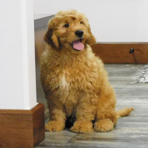 Goldendoodle Puppy Killian