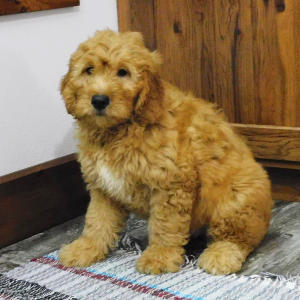 Goldendoodle Puppy Killian