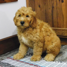 Goldendoodle Puppy Killian