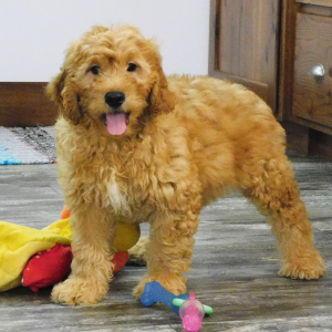 Goldendoodle Puppy Killian