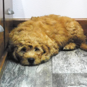 Goldendoodle Puppy Killian