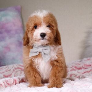 Poodle Puppy Tristin