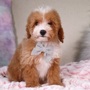 Poodle Puppy Tristin