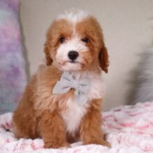 Poodle Puppy Tristin