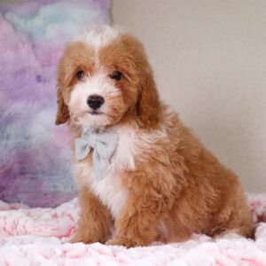 Poodle Puppy Tristin