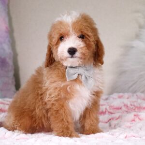 Poodle Puppy Tristin