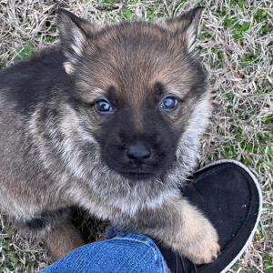 German Shepherd Dog Puppy Boots