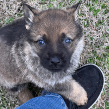 German Shepherd Dog Puppy Boots