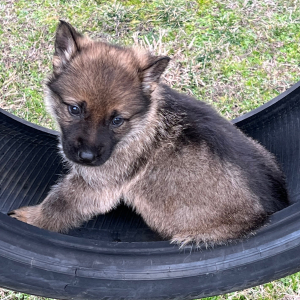 German Shepherd Dog Puppy Boots