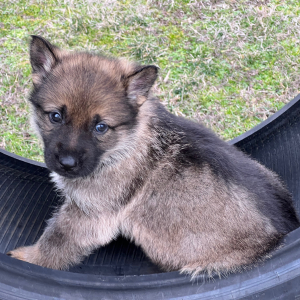 German Shepherd Dog Puppy Boots