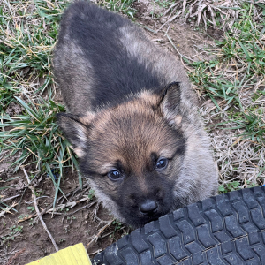 German Shepherd Dog Puppy Boots