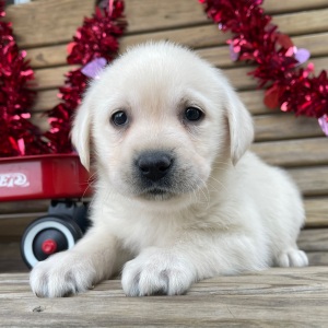 Labrador Retriever Puppy Elvis