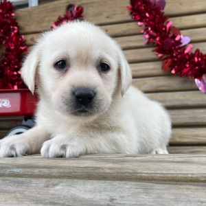 Labrador Retriever Puppy Elvis