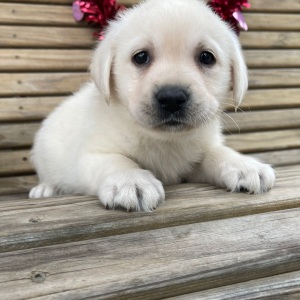 Labrador Retriever Puppy Elvis