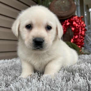 Labrador Retriever Puppy Elvis