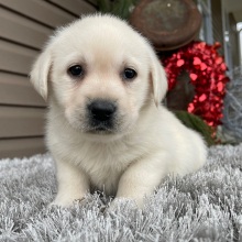 Labrador Retriever Puppy Elvis