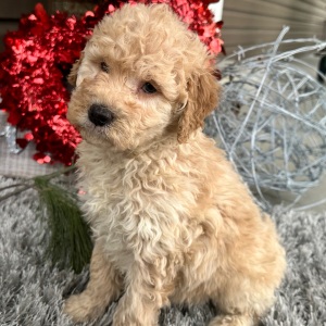 Goldendoodle Puppy Frankie