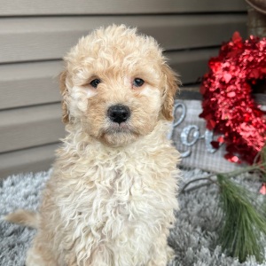 Goldendoodle Puppy Frankie