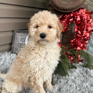 Goldendoodle Puppy Frankie