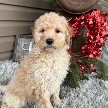 Goldendoodle Puppy Frankie