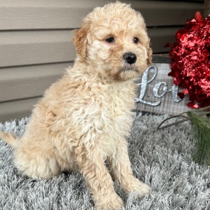 Goldendoodle Puppy Frankie