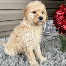 Goldendoodle Puppy Frankie