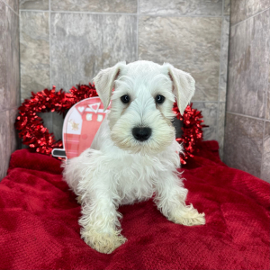 Miniature Schnauzer Puppy Bert