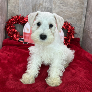Miniature Schnauzer Puppy Bert
