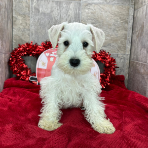 Miniature Schnauzer Puppy Bert