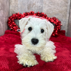 Miniature Schnauzer Puppy Bert