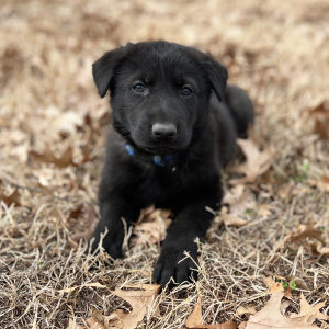 German Shepherd Dog Puppy Hugo