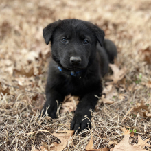 German Shepherd Dog Puppy Hugo